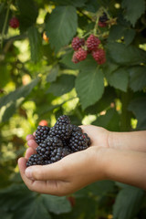 Naklejka na ściany i meble black blackberries, ripe blackberries, unripe blackberries on th