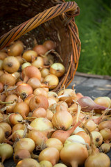 Freshly harvested onions spilling on an old wooden table top, ne