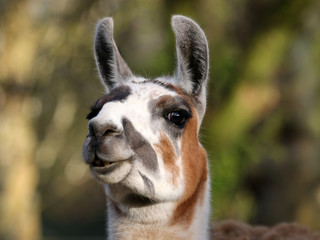 Obraz premium Portrait of a lama with a green background
