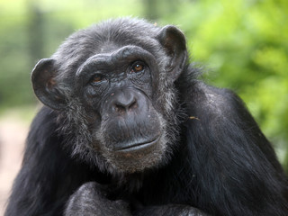 Fototapeta premium Chimpanzee