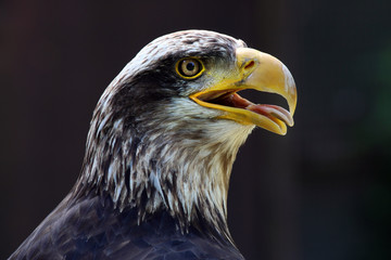 Portrait of an American Eagle with a dark background