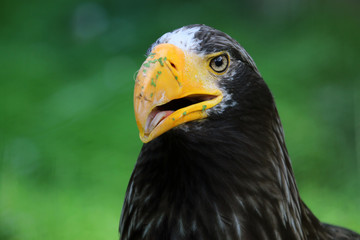 Steller's Sea Eagle