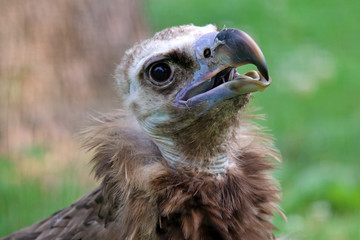 Portrait of a cinereous vulture with a green background
