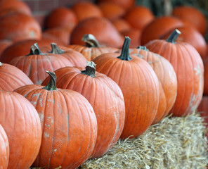 Pumpkins Lined Up For Sale