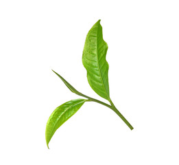 Green tea leaf isolated on white background