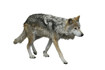 Fototapeta premium Grey Wolf (Canis lupus)