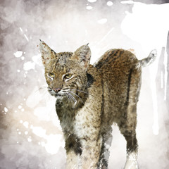 Bobcat Watercolor