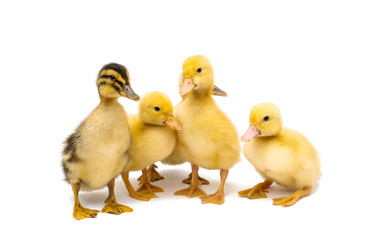 little goslings