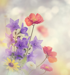 Fototapeta na wymiar Flowers Blossom
