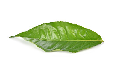 Fototapeta na wymiar fresh tea leaves isoalted on the white background