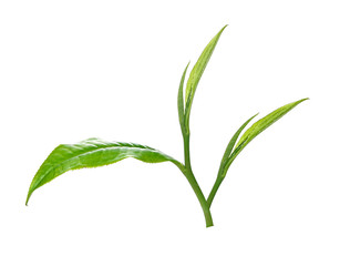 Green tea leaf isolated on white background