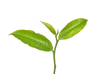 Green tea leaf isolated on white background