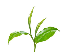 Green tea leaf isolated on white background
