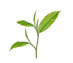 Green tea leaf isolated on white background