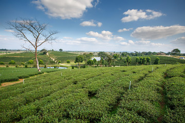 Fototapeta na wymiar Tea plantation landscape with blue sky background at Chouifong T
