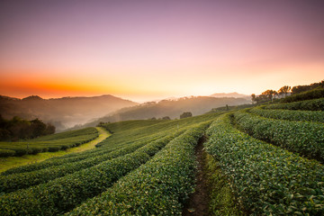 Tea Plantation in Chiang Rai,North of Thailand.