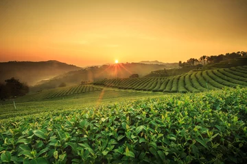 Fotobehang Tea Plantation in Chiang Rai,North of Thailand. © DN6