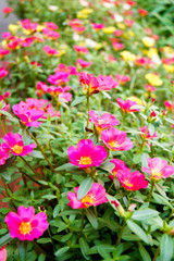 Fototapeta premium 赤と黄色のポーチュラカの花畑