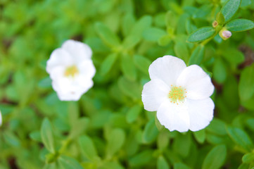 Obraz na płótnie Canvas 白い色のポーチュラカの花