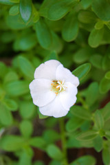 Obraz na płótnie Canvas 白い色のポーチュラカの花
