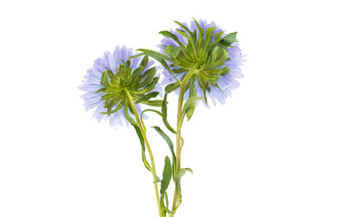 Obraz premium aster