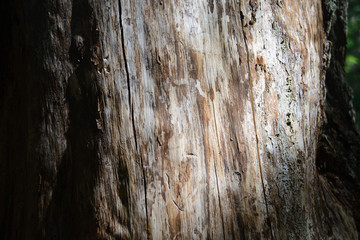 wood texture