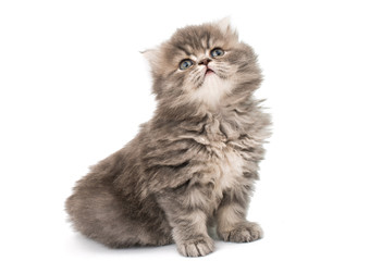 beautiful fluffy little kittens