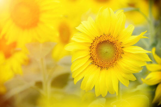 Bright yellow sunflowers and sun