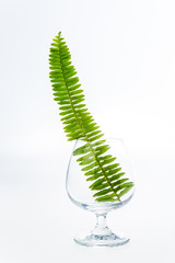 leaf in glass on white background