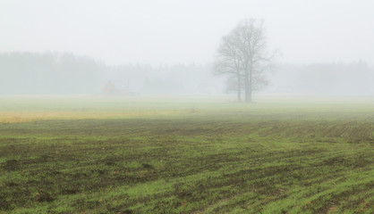 Obraz na płótnie Canvas fog in fields