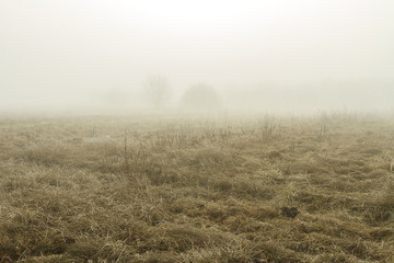 Obraz na płótnie Canvas in the fog