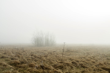 bush in fog early in the morning - 88163191