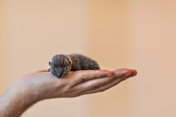 Blue british kitten in men's hand 