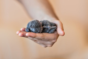 Blue british kitten in men's hand 