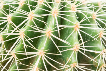 cactus close up for background