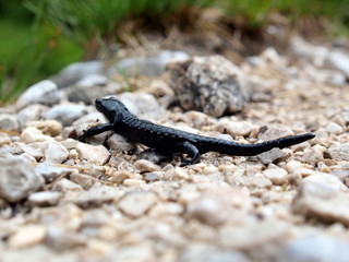 Black salamader on pebbles
