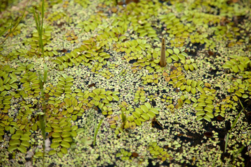 Green floating moss pattern on a swamp surface background
