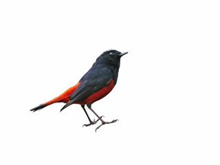 Obraz premium Colorful bird isolated on white background