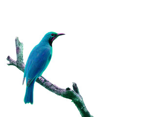 Colorful bird isolated on white background