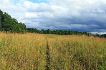 Fototapeta premium Летнее поле