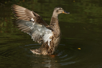 Abflug der Entendame