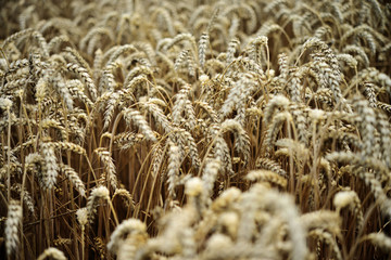 pole pszenicy © Tomasz