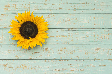 Sonnenblume auf Holz Hintergrund Shabby Türkis