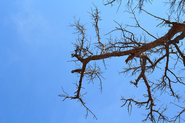 dead tree against blue sky