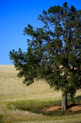 Paisajes con arboles