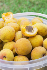 Apricots are collected in a bucket on the grass