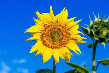 Sunflowers field over cloudy blue sky