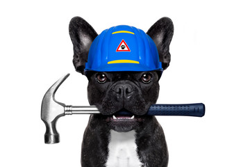 handyman  hammer dog