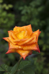 orange  rose close up
