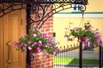 Fototapeta premium Front door is framed beautifully hanging flower pots with flowers